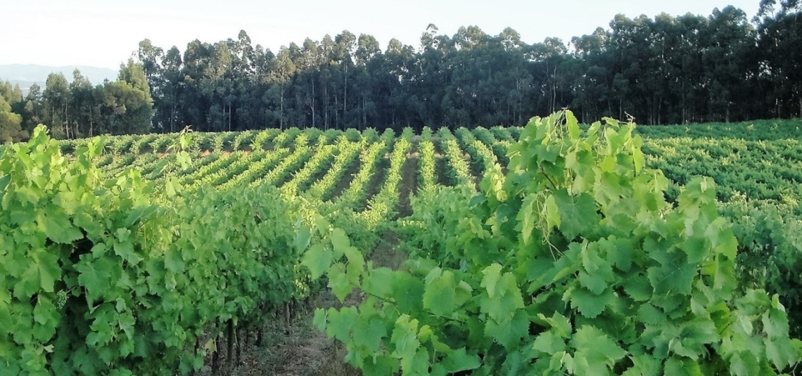 C de Cabriz: o vinho ‘descomplexado’ da marca líder do Dão já chegou ao mercado!