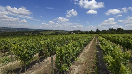 19|90 Premium Wines e Bomcar Mini realizam passeio pelas vinhas de Santar