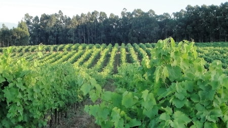 Cabriz Reserva Tinto é um dos dez melhores vinhos portugueses para o Outono