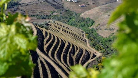 Quinta dos Muros Porto Vintage 2018 conquista medalha de ouro em Londres