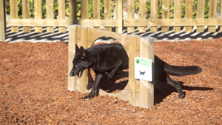 Carmo Wood reforça aposta no espaço urbano com lançamento dos novos Parques Caninos