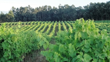 C de Cabriz: o vinho ‘descomplexado’ da marca líder do Dão já chegou ao mercado!