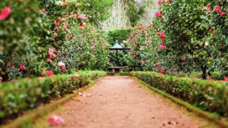 Março é o mês do florescer das camélias no Parque Terra Nostra