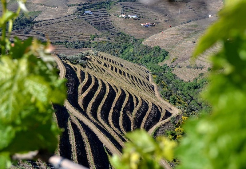 Quinta dos Muros Porto Vintage 2018 conquista medalha de ouro em Londres