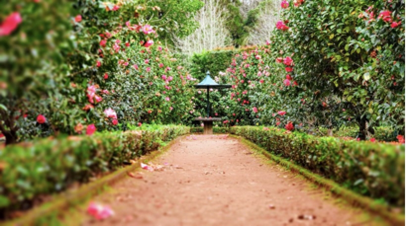 Março é o mês do florescer das camélias no Parque Terra Nostra